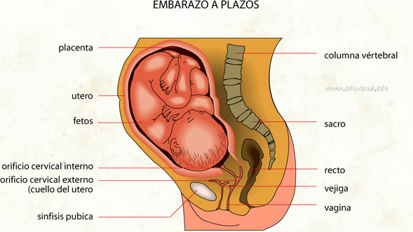 Embarazo (Diccionario visual)
